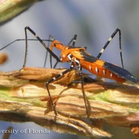 thumbnail for publication: Milkweed Assassin Bug (Suggested Common Name) Zelus longipes Linnaeus (Insecta: Hemiptera: Reduviidae)